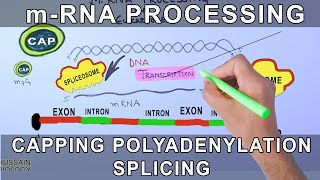 Overview of mRNA Processing in Eukaryotes [upl. by Perrin]