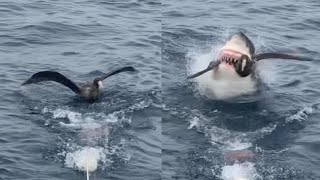 Savage Shark Snatches Bird From Water Surface [upl. by Aneekat94]