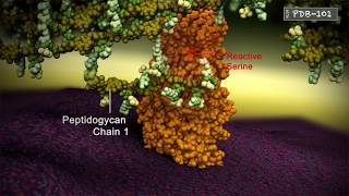 Penicillin Binding Protein Crosslinking peptidoglycan chains [upl. by Jobye41]