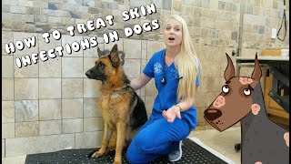 How to Treat Skin Infections in Dogs  Pyoderma [upl. by Nemhauser]