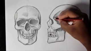 How to Draw Human Skull FrontProfile  Human Anatomy [upl. by Etterual955]