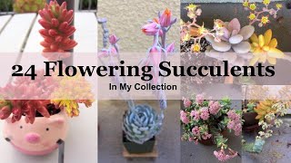 24 Flowering Succulents with Identification In My Collection [upl. by Attehcram]