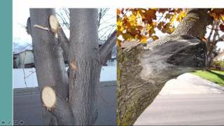 How to Prune Landscape Trees and Shrubs [upl. by Fanchet]