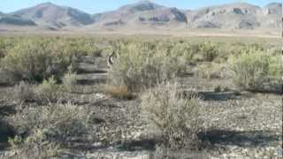 Jack Rabbit running from Harris Hawk [upl. by Ennazzus]