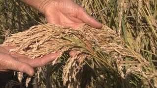 Produção de arroz ecológico  Programa Rio Grande Rural [upl. by Suoicerp]