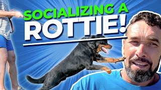 How to Socialize a Dominant Rottweiler [upl. by Ikciv696]