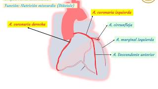 Anatomia da Circulação Coronariana em 3D [upl. by Nizam]