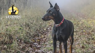 Doberman Pinscher Training Obedience [upl. by Nauwtna729]