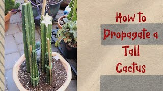 San Pedro Cactus Propagation [upl. by Ninerb]