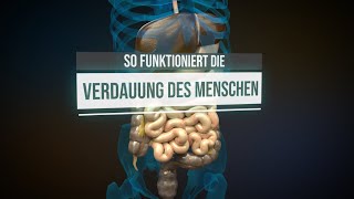 Histologie Dünndarm und Dickdarm  Mikroskopische Anatomie  AMBOSS Video [upl. by Namwob208]