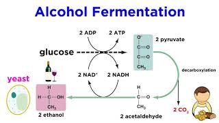 Anaerobic Respiration and Fermentation [upl. by Carolan]