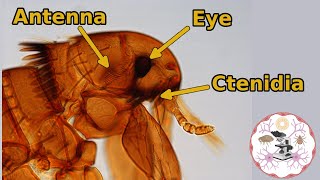 Microscopic Flea Anatomy [upl. by Ehtyde]