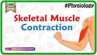 Skeletal muscle contraction  Muscle physiology Animations [upl. by Eintirb470]