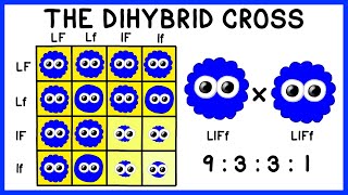 Mendelian Genetics The Dihybrid Cross [upl. by Huba]