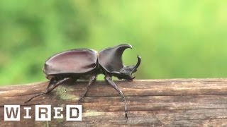 The Biggest Bro of the Insect Kingdom The Rhino Beetle  WIRED [upl. by Aleihs]