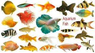 Aquarium Fishes Names Meaning amp Images  Necessary Vocabulary Tutorial [upl. by Oiluj]