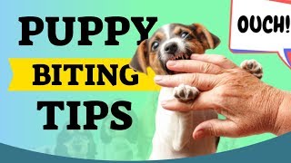 Puppy Biting Tips For New Puppy Owners [upl. by Hatnamas]