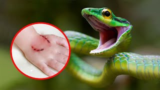 10 Most Venomous Snakes in the World [upl. by Ssecnirp411]