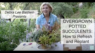 Overgrown Potted Succulents How to Refresh and Replant [upl. by Abocaj]