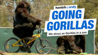 Going Gorillas  Hamish amp Andy [upl. by Grail505]