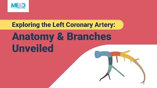 Clinical Anatomy  Cardiac Coronary Vessels left and right coronary artery venous sinus [upl. by Arahsit]