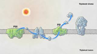 Photosynthesis  HHMI BioInteractive Video [upl. by Morita836]