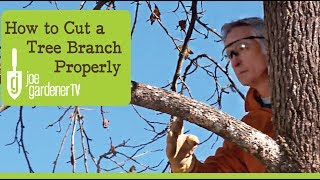 How to Cut a Tree Branch Properly [upl. by Hollis]