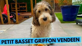 Petit Basset Griffon Vendéen  TOP 10 Interesting Facts [upl. by Akema]