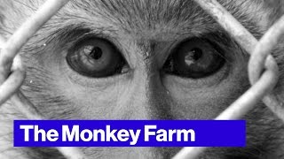 PETA Wants to Take Down This Florida Monkey Farm [upl. by Monty]