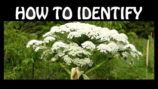 Giant Hogweed amp Cowparsley The Difference [upl. by Notak765]