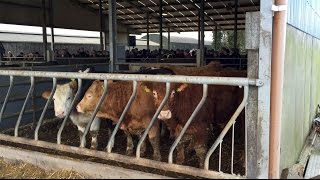 Beef finishing masterclass 10 years of change at Lisbeg Farms [upl. by Gillead224]