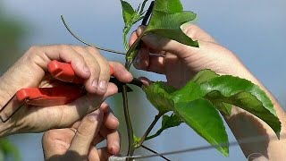 2° PODA DO MARACUJÁ TENHA MAIS FRUTO COM ESSA DICA [upl. by Remliw468]