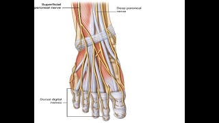 Two Minutes of Anatomy Superficial Peroneal Nerve [upl. by Prowel]