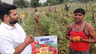 Seminis  Ansal Tomato Hazaribagh [upl. by Nordek]