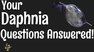 Daphnia Questions Answered [upl. by Min]