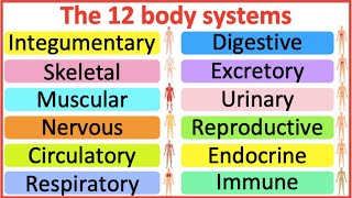 12 Organ Systems  Roles amp functions  Easy science lesson [upl. by Notak]