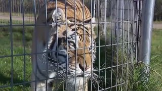 Meet the big cats at the Wildcat Sanctuary in Minnesota [upl. by Oettam]