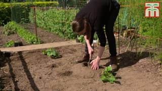 How to grow Pumpkins Part 2 Planting out Pumpkin plants [upl. by Ahsam]