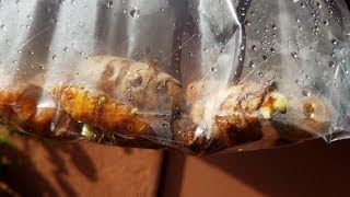 Growing Turmeric from Rhizomes Days 014 [upl. by Ranilopa]