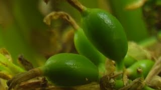 How to Grow Cardamom  TvAgro by Juan Gonzalo Angel [upl. by Demeter386]