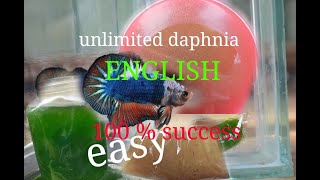 daphnia moina culture Easy way Unlimited production English  with sub Green water Chlorella [upl. by Netnert147]