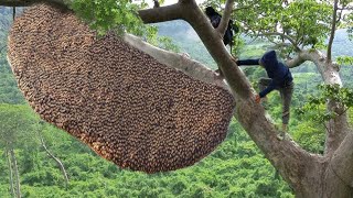 tree climbing skills without fear of heights harvesting honey from dangerous tall trees [upl. by Enela457]