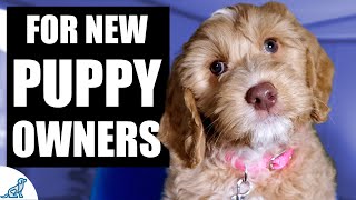 Your Complete First Week Puppy Training Plan [upl. by Chilcote]