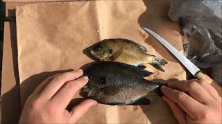 How to Fillet Bluegill  QUICK and EASY [upl. by Odradlig]