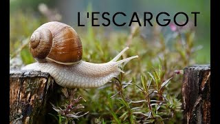 Lescargot documentaire [upl. by Nahseez]