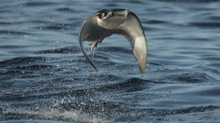 INCREDIBLE FLYING RAYS [upl. by Hars934]