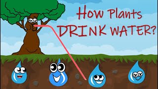 Symplast Apoplast and Vacuolar Pathway [upl. by Nevaeh]