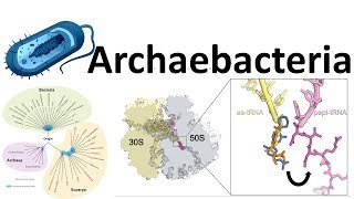 Archaebacteria introduction [upl. by Cristi]