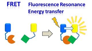 FRET  Fluorescence resonance energy transfer [upl. by Gosselin]