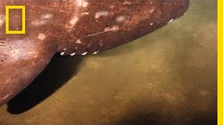 Rarely Seen Shark Filmed Near Underwater Volcano  National Geographic [upl. by Perpetua290]